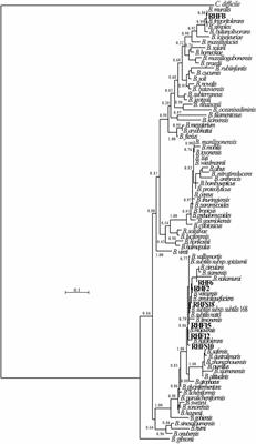 Genomic and Physiological Characterization of Bacilli Isolated From Salt-Pans With Plant Growth Promoting Features